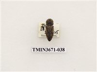 藏品(叩頭蟲(2))的圖片